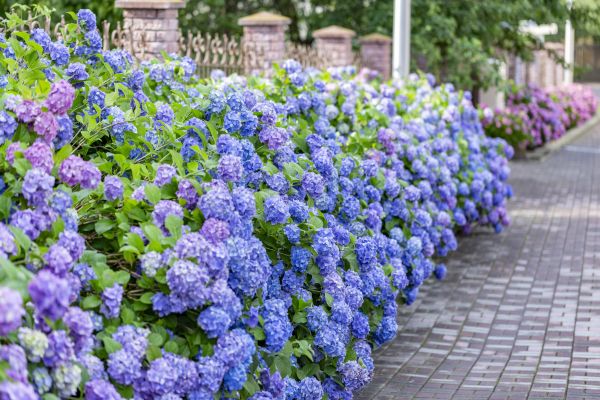 Hydrangea Landscaping in San Rafael