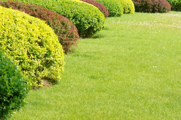 Shrubbery Planting in San Rafael