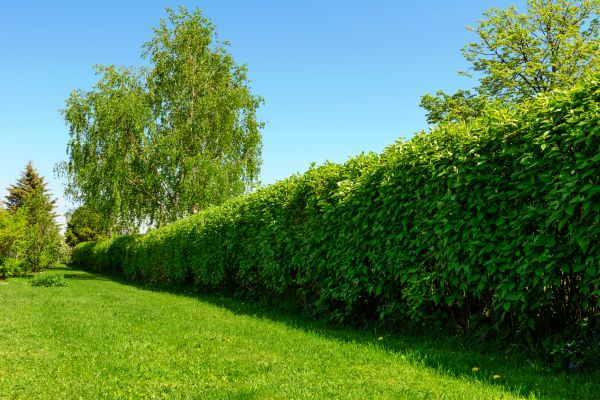 Hedge Replacement in San Rafael