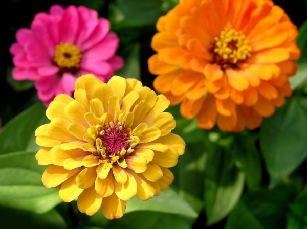 Zinnia Planting in San Rafael