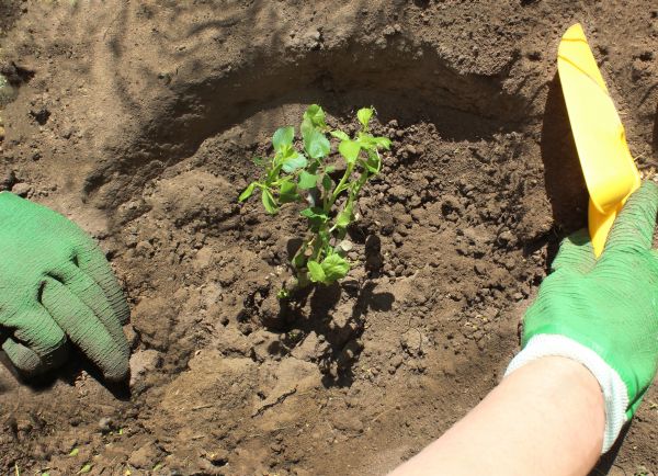 Rose Bush Planting in San Rafael