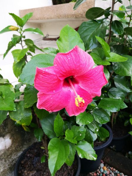 Hibiscus Planting in San Rafael