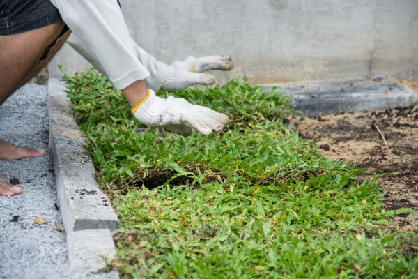 Ground Cover Planting in San Rafael