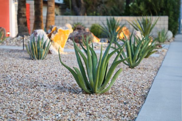 Drought Resistant Landscaping in San Rafael