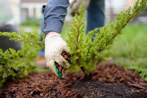 Church Mulching in San Rafael