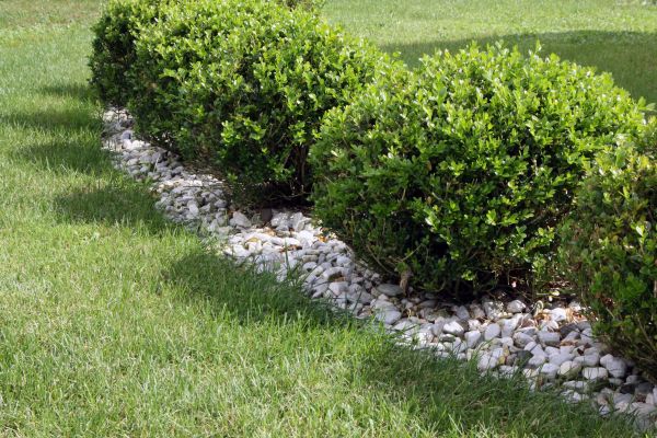 Boxwood Planting in San Rafael
