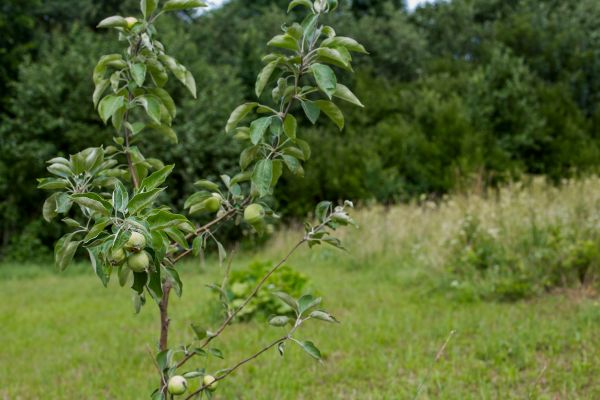 Apple Tree Planting in San Rafael