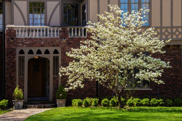 Dogwood Tree Planting in San Rafael